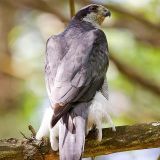 Adult Northern Goshawk