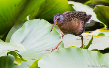 Virginia Rail