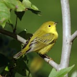 Female Yellow Warbler