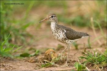 Spotted Sandpiper