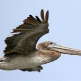 In flight