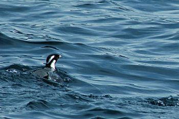 In breeding plumage