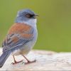 Yellow-eyed Junco