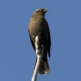 Rusty Blackbird