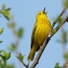 Yellow Warbler