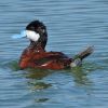 Ruddy Duck