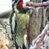 Yellow-bellied Sapsucker