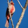 Pyrrhuloxia