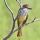 Brown-crested Flycatcher