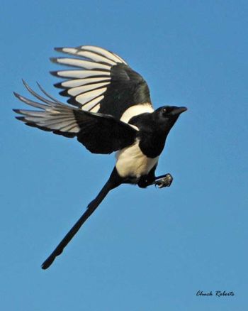 In flight in Littleton, Colorado