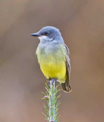 Cassin's Kingbird