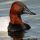 Canvasback