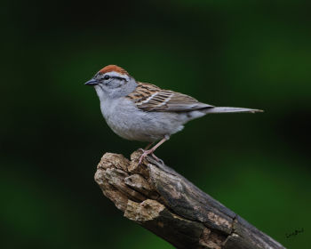 Chipping Sparrow