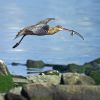 Far Eastern Curlew