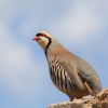 Chukar