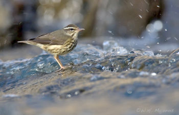 Louisiana Waterthrush