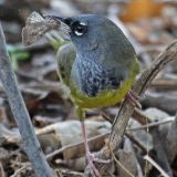 MacGillivray's Warbler