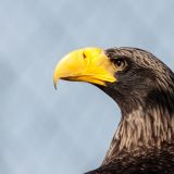 Steller's Sea-Eagle Profile