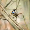 Bluethroat