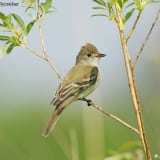 Willow Flycatcher in the willows