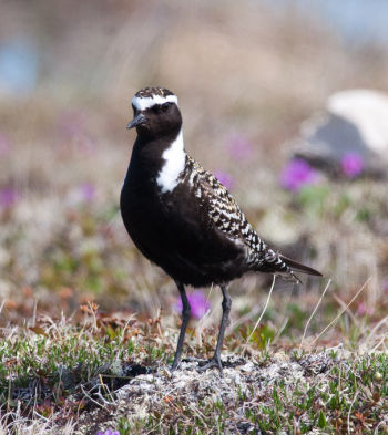 Breeding plumage - June 27.