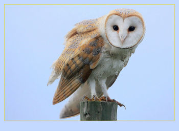 Barn Owl