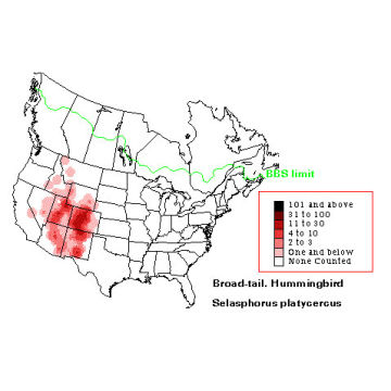 Broad-tailed Hummingbird distribution map