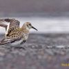 Rock Sandpiper