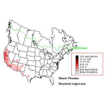 Black Phoebe distribution map