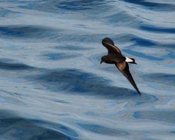 Wedge-rumped Storm-Petrel