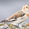 Snow Bunting