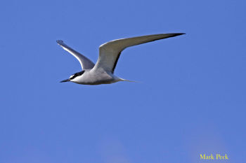 Aleutian Tern