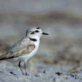 Western Snowy Plover - photo taken February 24.