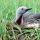 Red-throated Loon