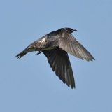 In flight - Prime Hook National Wildlife Refuge, Sussex Co., Delaware, USA - May 19, 2012