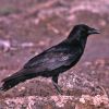 Tamaulipas Crow