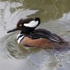 Hooded Merganser