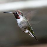 Male in flight