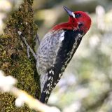 Red-breasted Sapsucker