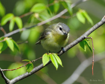 Philadelphia Vireo