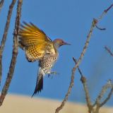 In flight