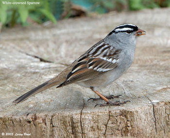 White-crowned Sparrow