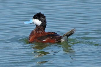 Male in breeding plumage