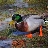 Mallard Drake