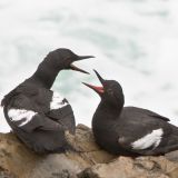 Pigeon Guillemots