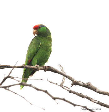 Red-crowned Parrot