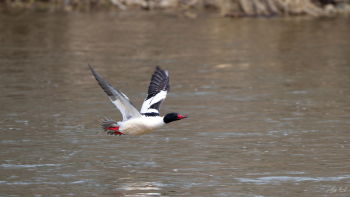 Common Merganser in flight