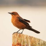 Female - St. Simons Island, Georgia, US - November 4, 2011