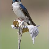 Tree Swallow