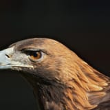 Golden Eagle Close-up